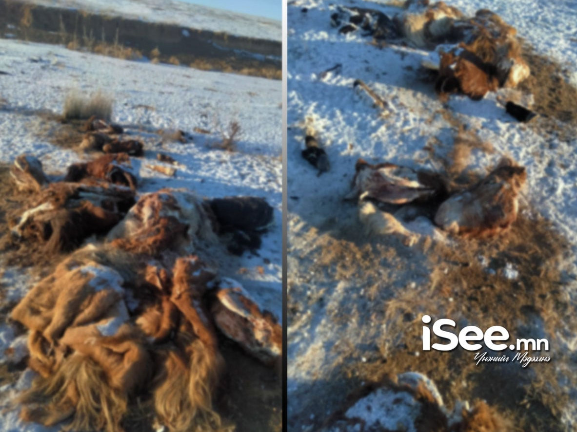 Хурдан удмын долоон адуугаа алдсан малчин сарын дараа толгой, арьсыг нь олжээ